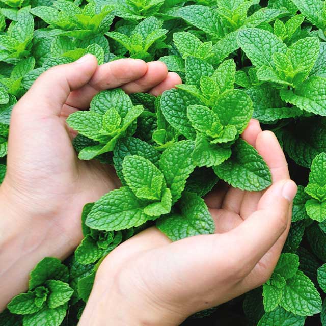 Menthol kaartjes - alternatief voor menthol sigaretten